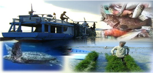 Perikanan Rote Ndao Perikanan Rote Ndao